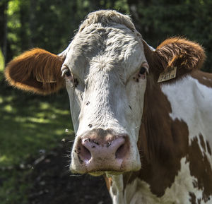 Close-up portrait of cow