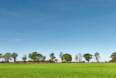 Scenic view of agricultural field against blue sky