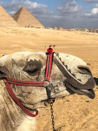 View of a horse on sand