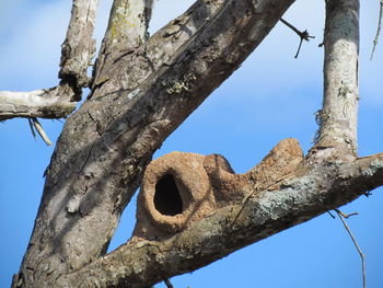 Low angle view of tree against clear blue sky