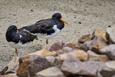 Close-up of bird perching on rock