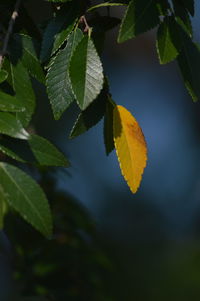 Close-up of leaves 