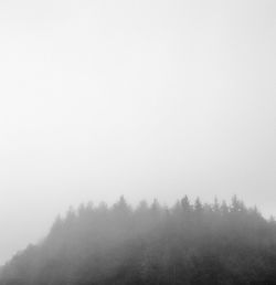 Trees in foggy weather