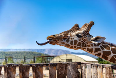 Close-up of giraffe