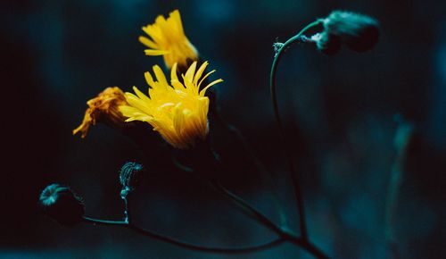 Close-up of yellow flower