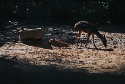 Fawn smell something