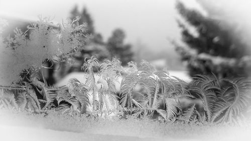 Close-up of crab on grass