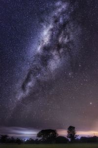 Low angle view of trees against star field at night