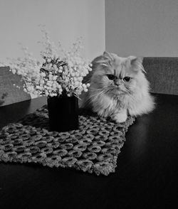 Cat sitting on potted plant