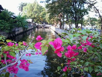 Close-up of pink flowers