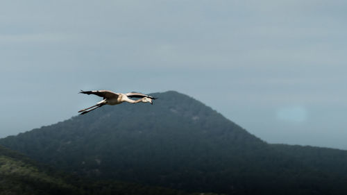 Bird flying against sky