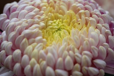 Close-up of coral plant in sea