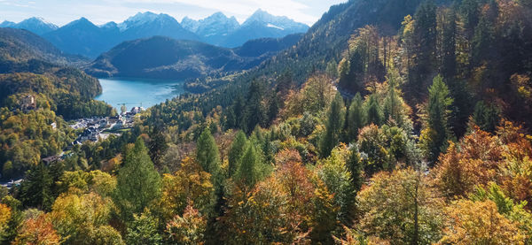 Panoramic view of pine mountains