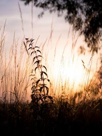 Close-up of silhouette plants on field against sunset sky