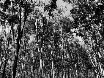 Low angle view of bamboo trees in forest