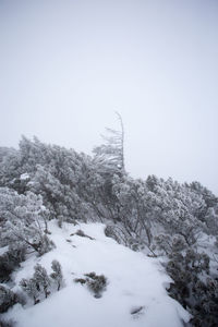 Low angle view of trees against clear sky