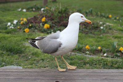 Close-up of seagull perching on wood