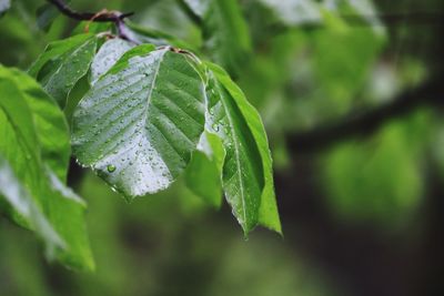 Close-up of water drops on leaves