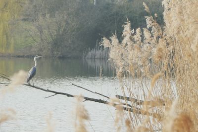 Birds perching on tree by water