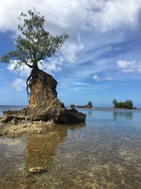 Scenic view of tree against sky