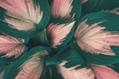 Full frame shot of plant leaves