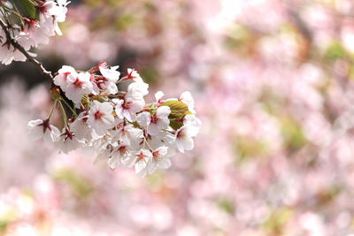 Close-up of pink flowers blooming on tree