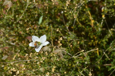 Close-up of white flowers