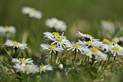 Close-up of white flowering plants on field