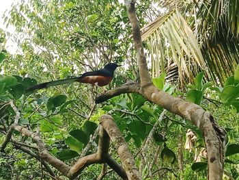Low angle view of bird perching on tree