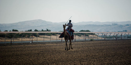 Man riding camel on field against sky