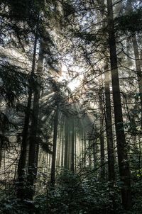 Low angle view of trees in forest