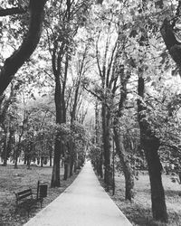 View of trees in park