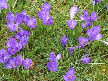 Purple crocus flowers blooming on field