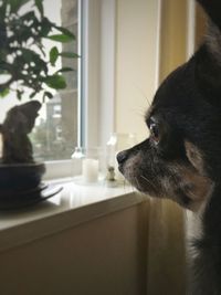 Close-up of dog at home