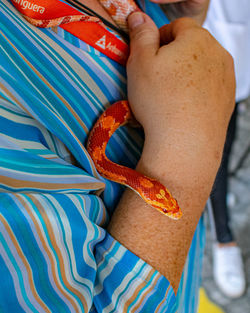 Veterinary professional handling a non-venomous snake known as the corn snake during a class