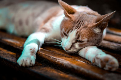 Close-up of cat lying on wooden table