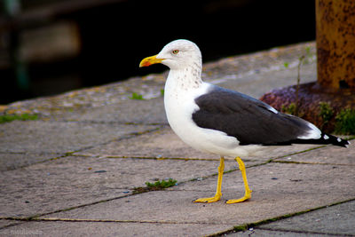 Close-up of seagull perching