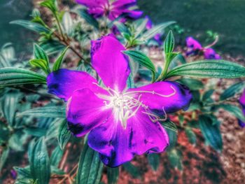 Close-up of purple flowering plant