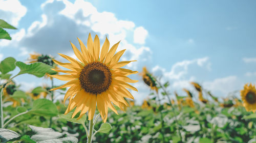 Sunflower, field of sunflowers against blue summer sky