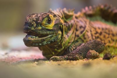 Close-up of lizard on field