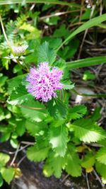 Close-up of pink flower