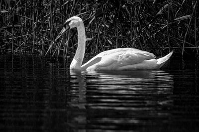 Swan swimming in lake