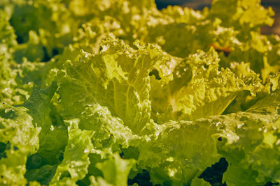 Close-up of fresh green plants