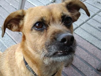 Close-up portrait of dog