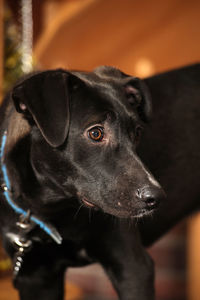 Close-up of dog looking away