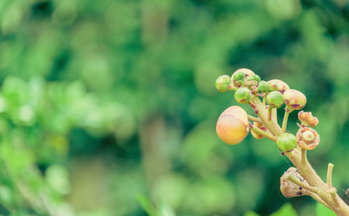 Close-up of fruit growing on plant