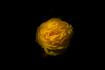 Close-up of yellow rose against black background