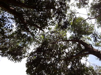 Low angle view of trees against sky