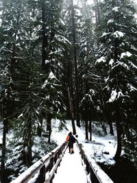 Snow covered trees in forest