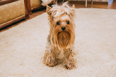 Portrait of dog at home